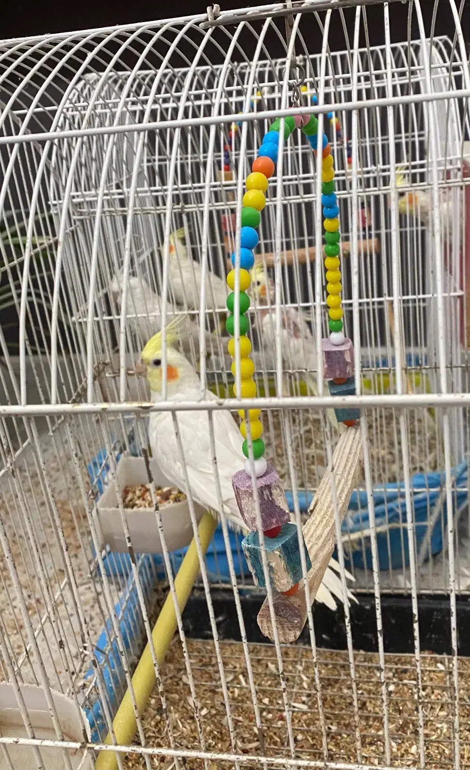 عروس هلندی|پرنده|گرمسار, |دیوار