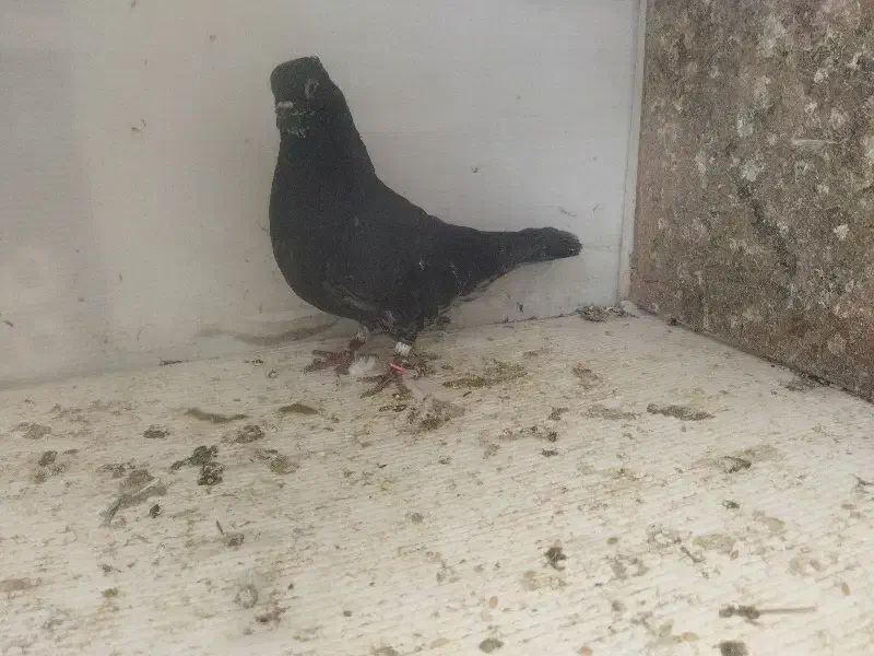 کفتر|پرنده|خمین, |دیوار