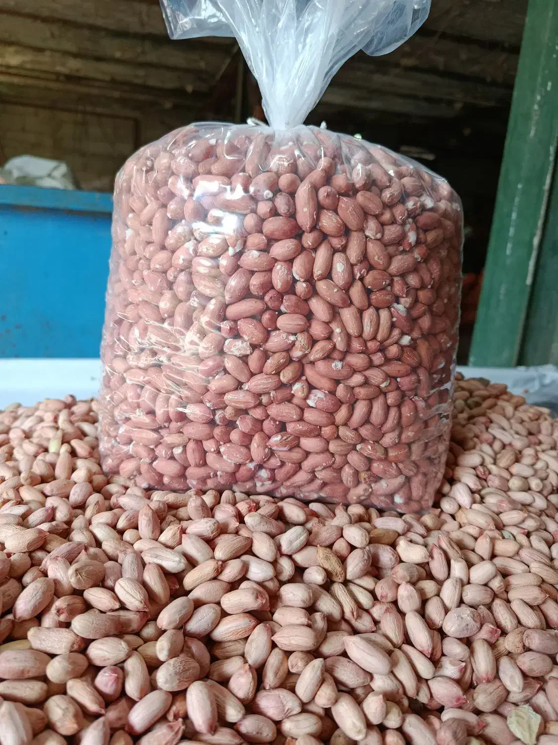 بادام زمینی درشت ومیانه آستانه|عمدهفروشی|رشت, کوی مهر|دیوار