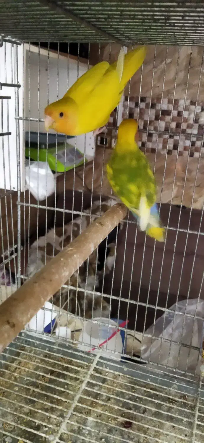 سه جفت برزیلی نر ماده تک قناری شلاقی بخون سفید|پرنده|تهران, جوادیه|دیوار