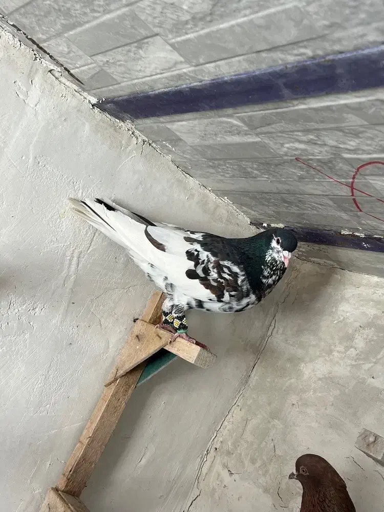 کفتر|پرنده|مرودشت, بیست متری بیمارستان|دیوار