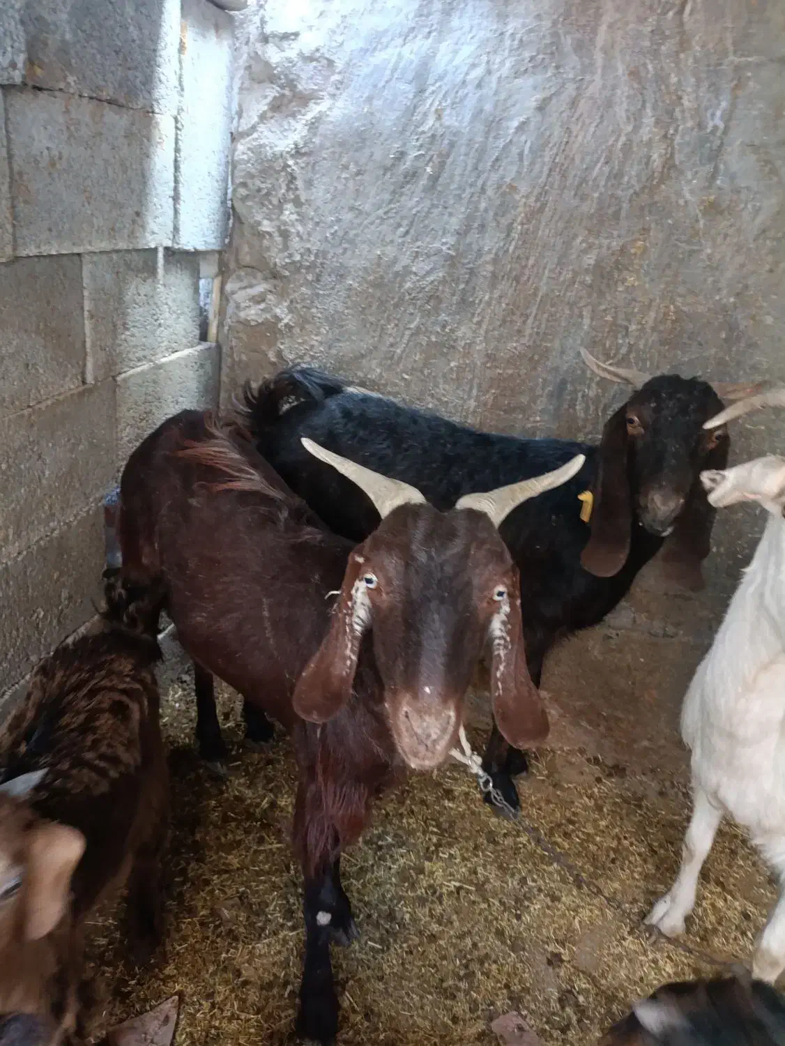 بز دو رگ|حیوانات مزرعه|زاهدان, |دیوار