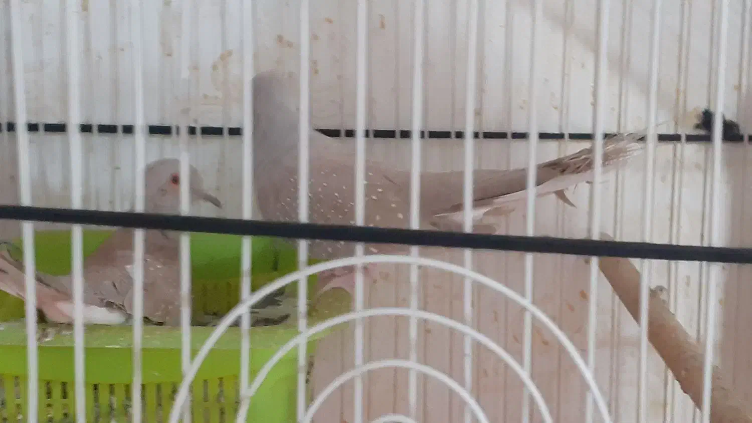 وله ژیر|پرنده|مریوان, |دیوار