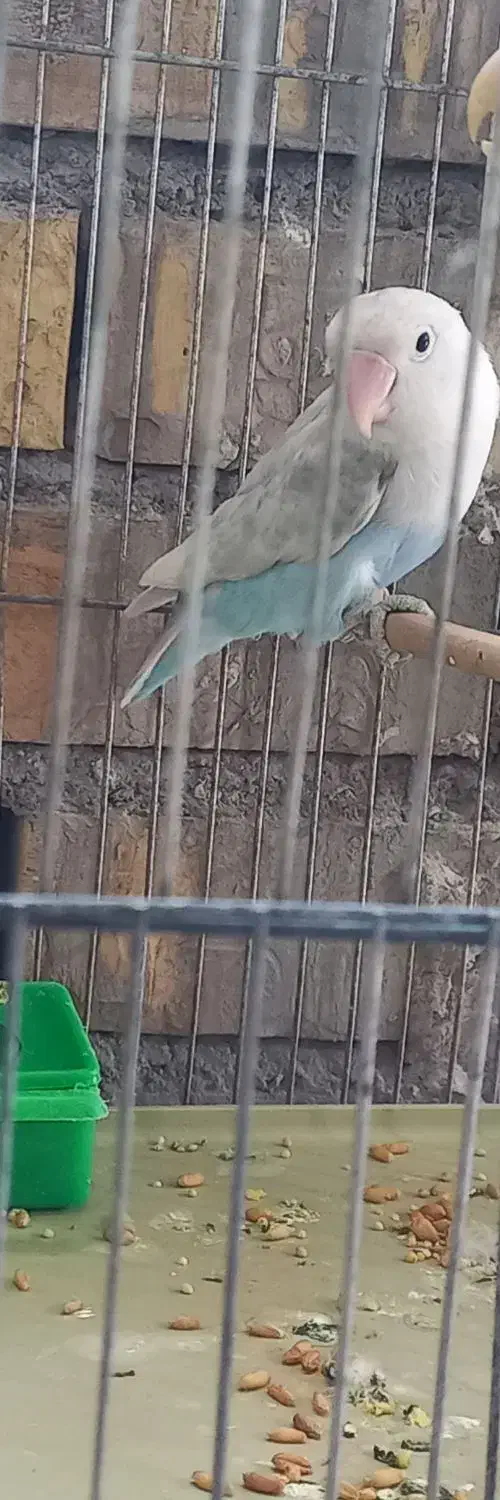 ماده|پرنده|آران و بیدگل, |دیوار