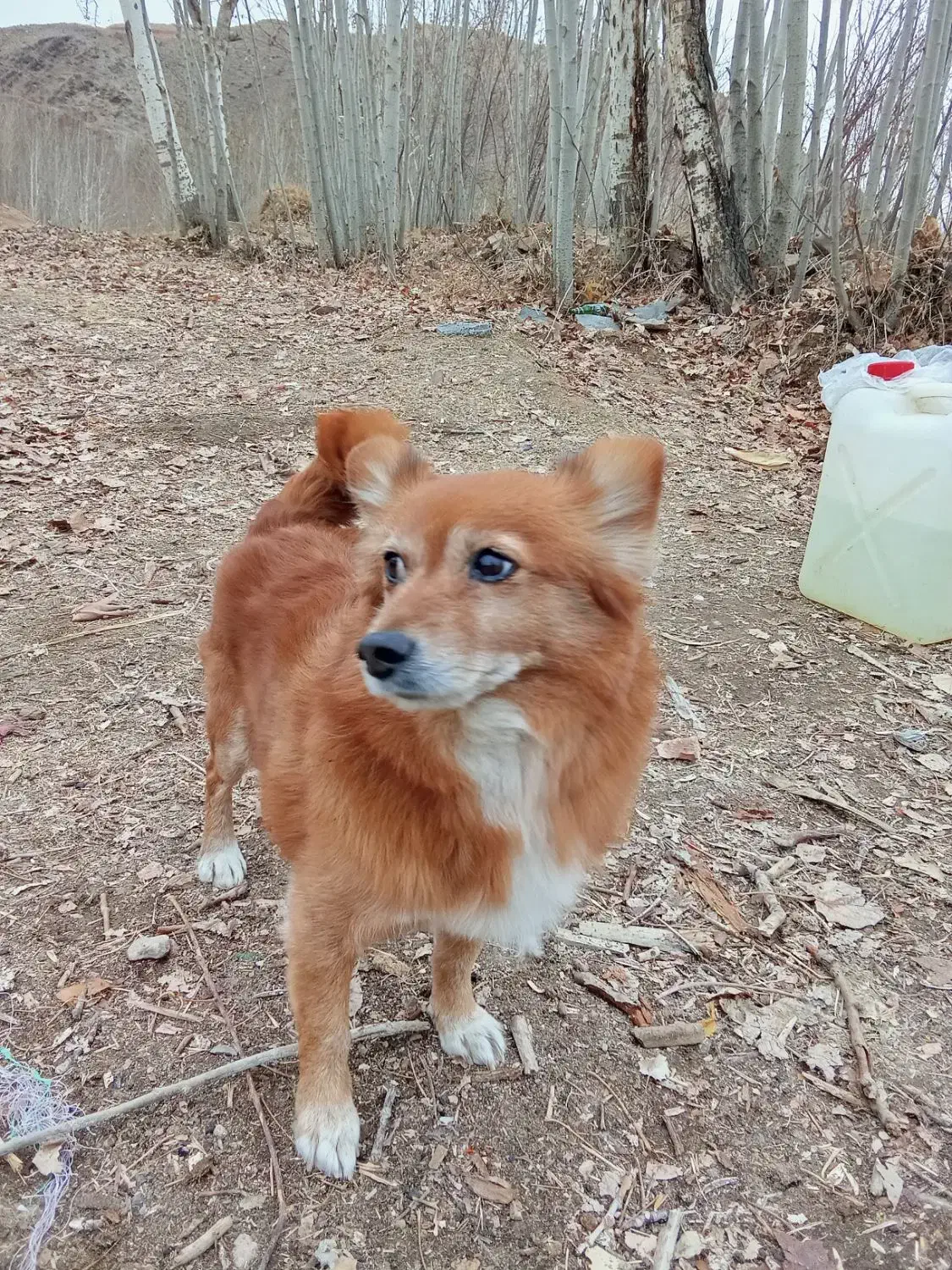 گمشده|حیوانات|لنجان, |دیوار