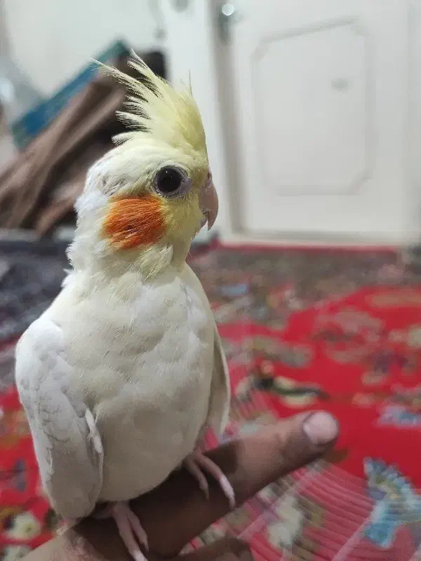 سه تا جوجه عروس هلندی|پرنده|دورود, |دیوار