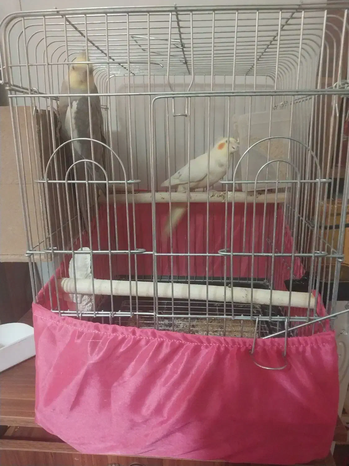 جفت مولد|پرنده|آفتاب, |دیوار