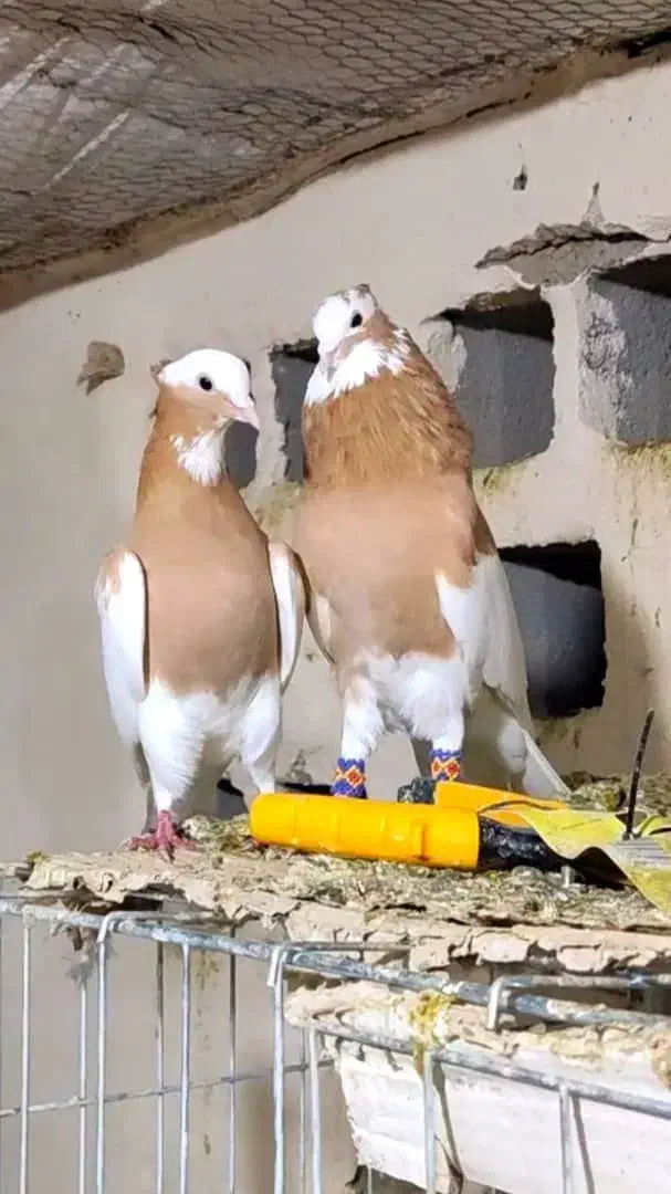 کبوتر|پرنده|قره ضیاالدین, |دیوار