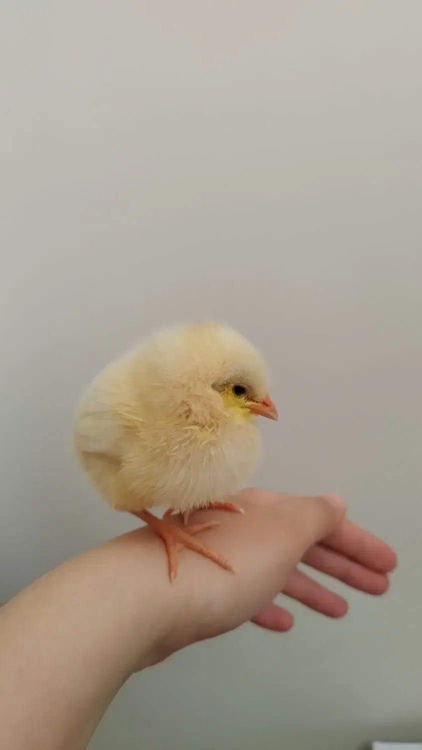 جوجه رنگی|حیوانات مزرعه|قزوین, |دیوار