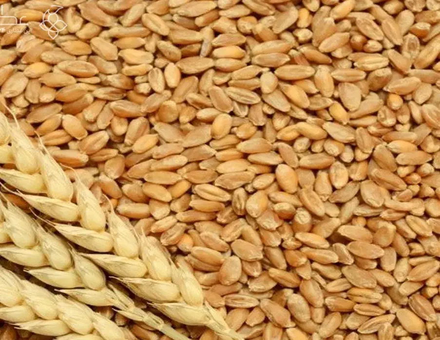 گندم اردبیل|لوازم جانبی حیوانات|رشت, سعدی (تختی)|دیوار