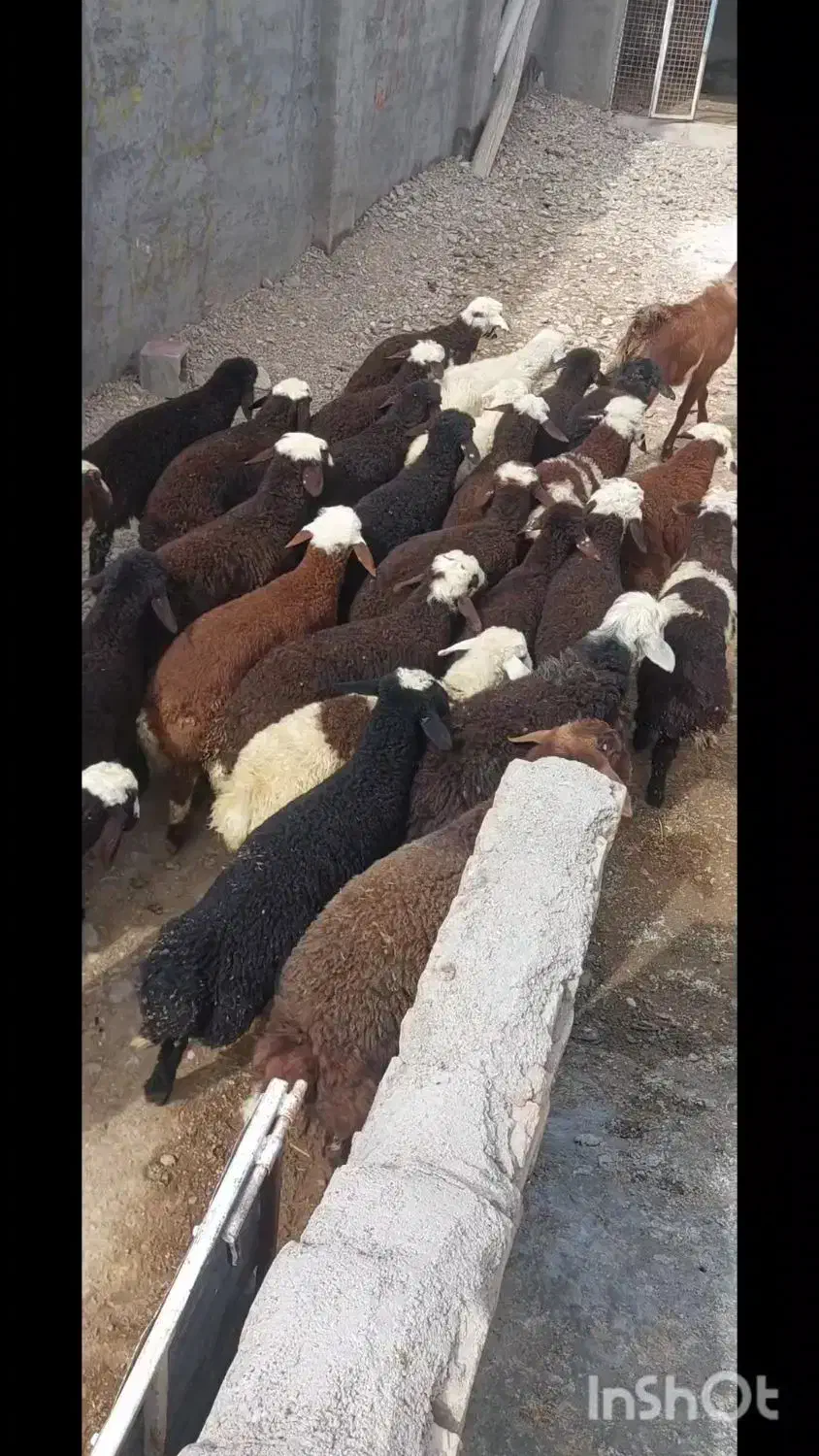 بره پای پروار جنس دار دامداری امیر عامری|حیوانات مزرعه|رضویه, |دیوار