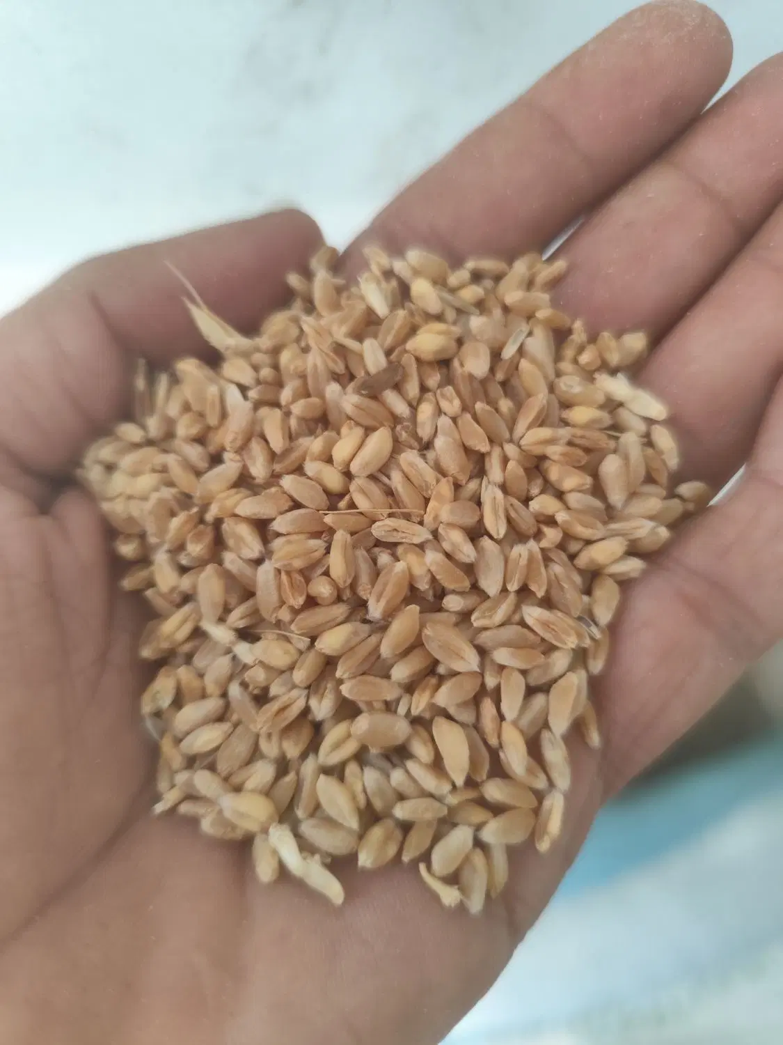 گندم|خوردنی و آشامیدنی|آبیک, |دیوار
