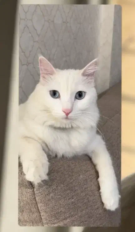 گربه گمشده|حیوانات|صدرا-فارس, فاز ۱|دیوار