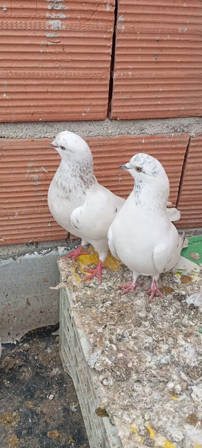 کفتر|پرنده|تاتار علیا, |دیوار