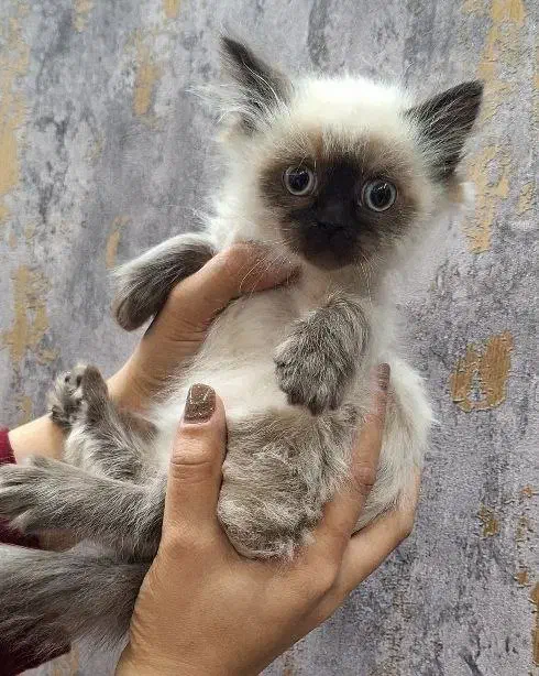 بچه گربه هیمالین|گربه|ارومیه, |دیوار