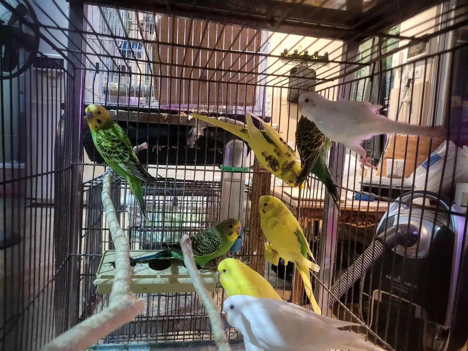 مرغ عشق|پرنده|ساری, |دیوار