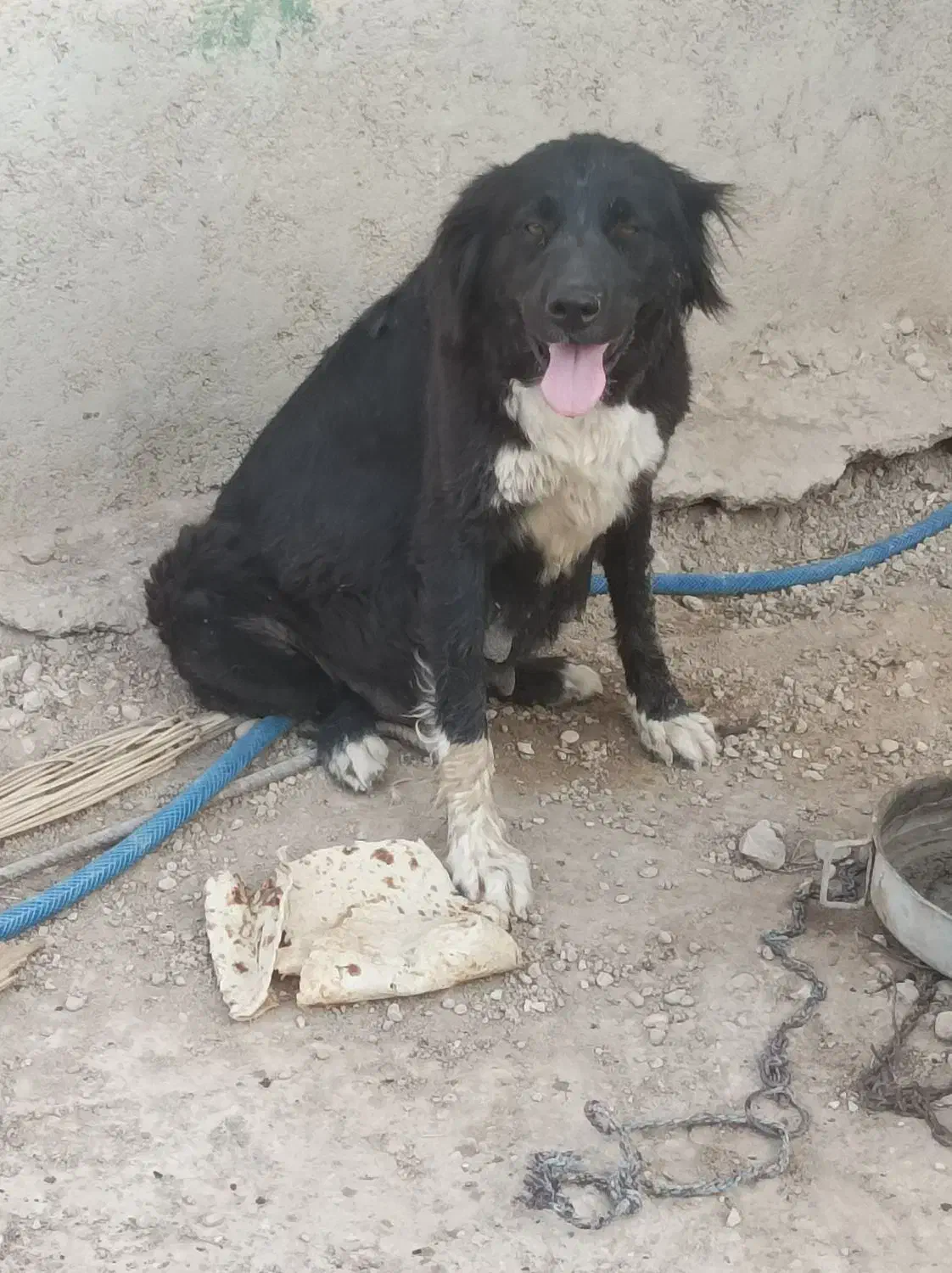 گمشده|سگ|ریگ, |دیوار