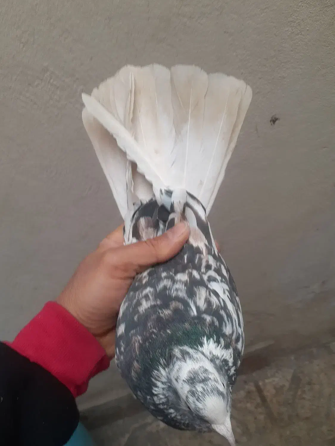 سرور دم سفید هما|پرنده|ری, شهرک نظامی|دیوار