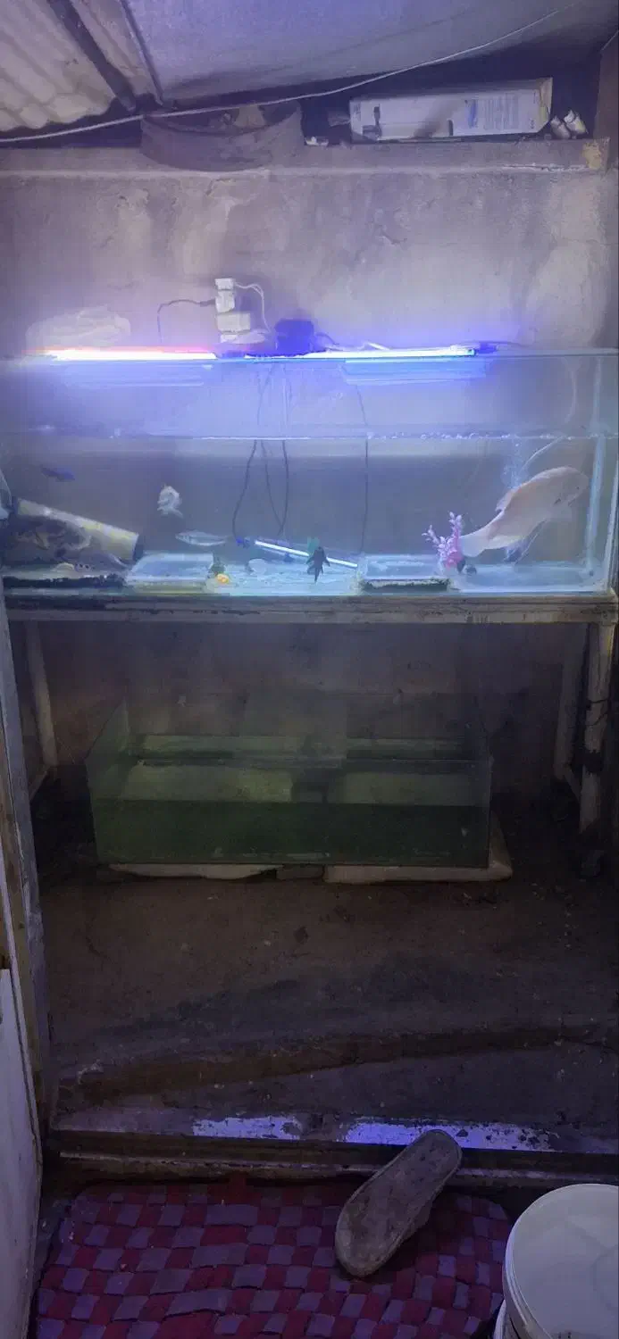 آکواریم|ماهی|کرمان, |دیوار