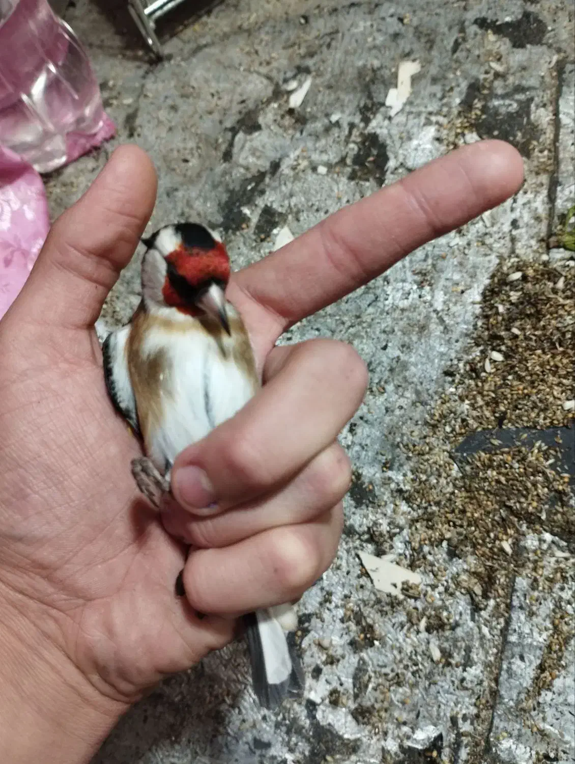 سهره نر روسی محاجر|پرنده|تبریز, |دیوار