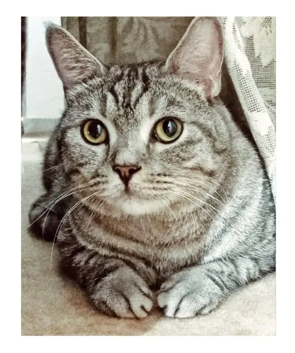 واگذاری گربه|گربه|لاهیجان, کوی زمانی|دیوار