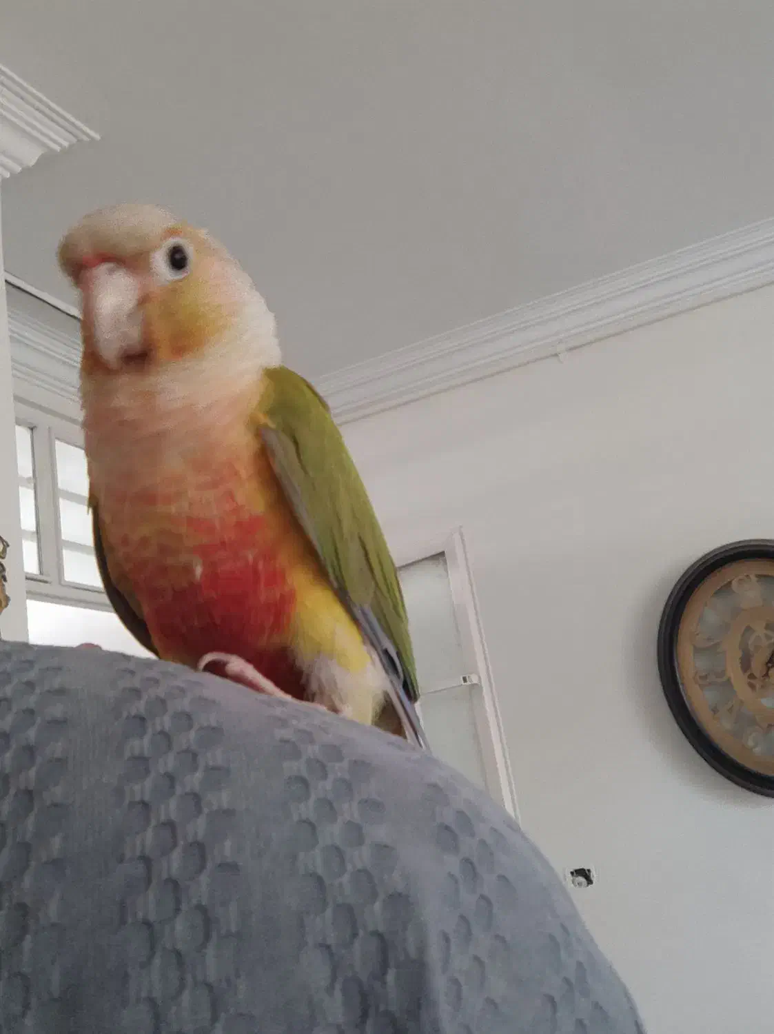 طوطی گرینچیک|پرنده|باغستان, |دیوار