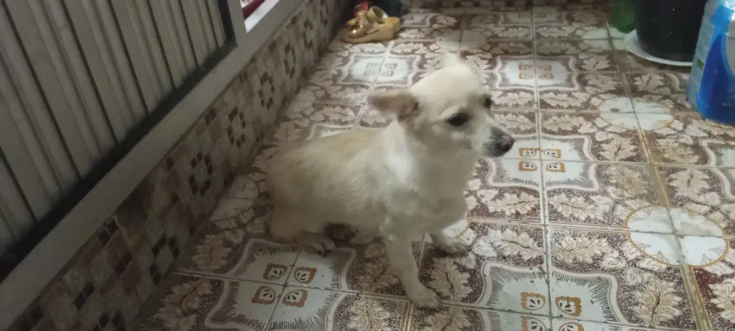 روباحی 2/5ساله جفت خورده باپامرین خرسی|سگ|زنجان, |دیوار