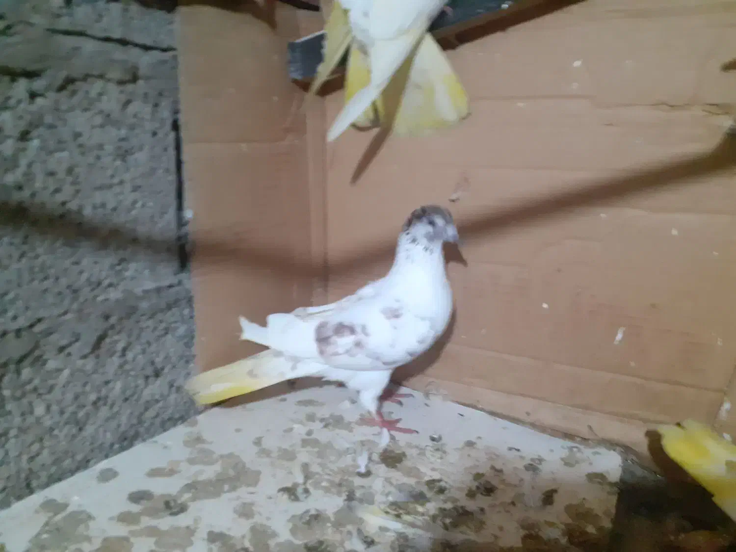 کبوتر|پرنده|رشت, پسیخان|دیوار