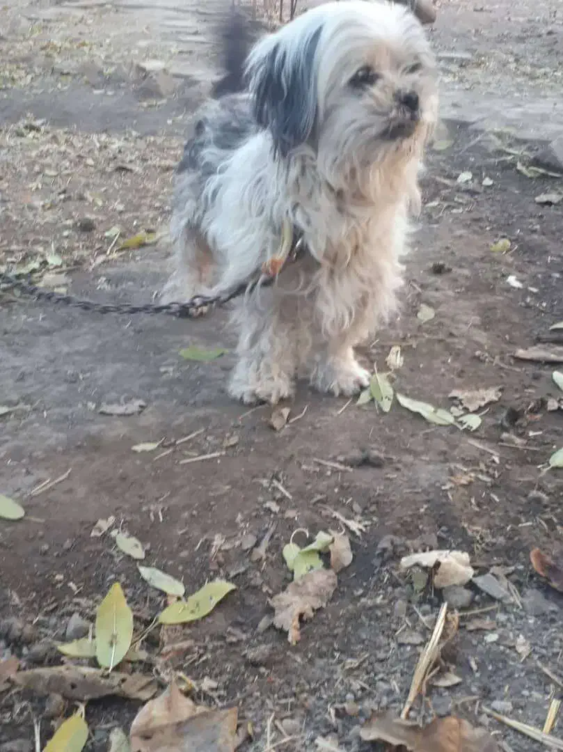 سگ ماده تریر|سگ|محمدیه-قزوین, |دیوار