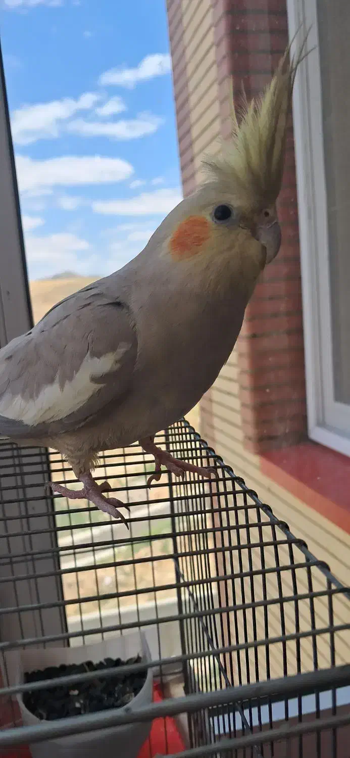 دو عدد عروس هلندی مولد|پرنده|اهر, |دیوار