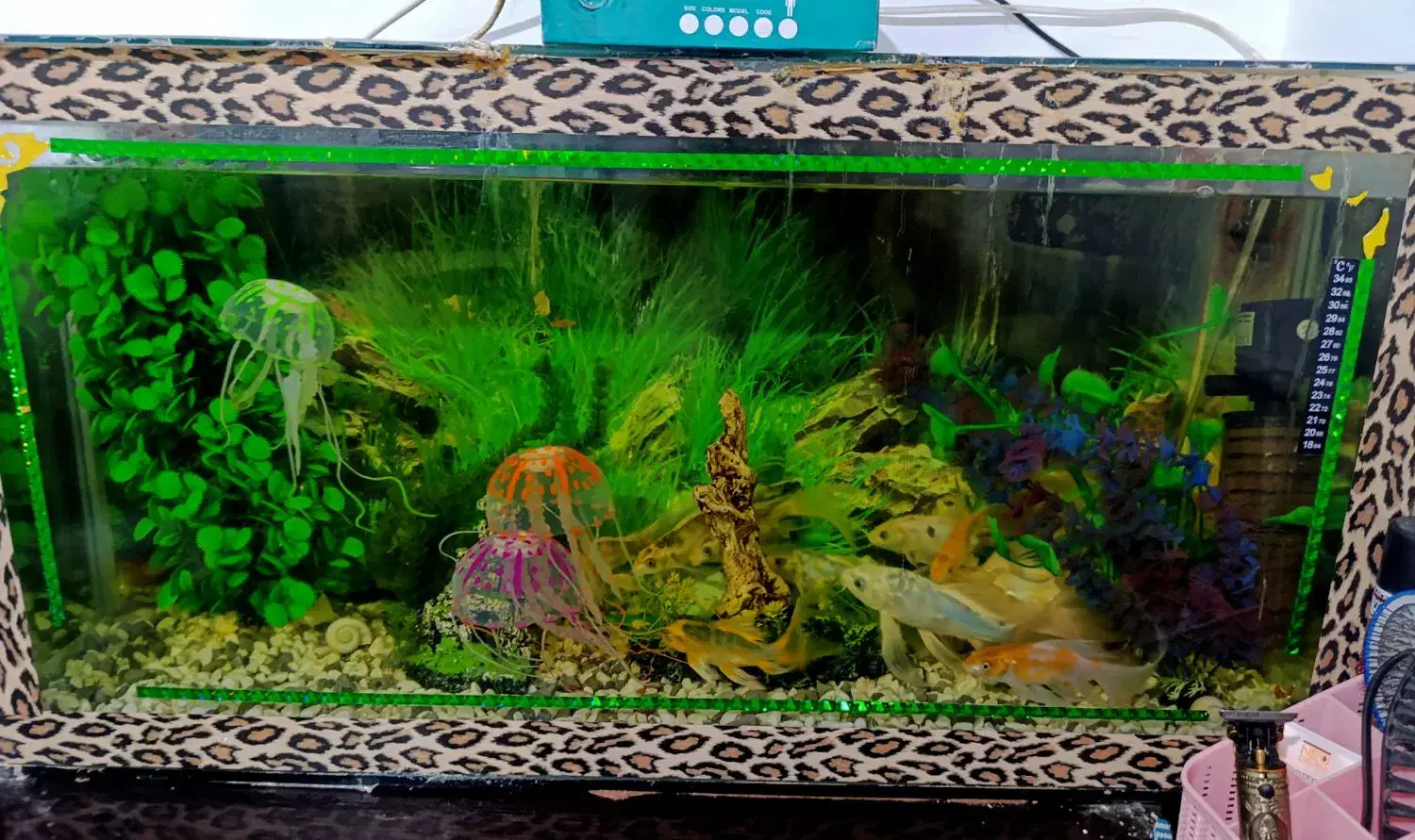 اکواریوم با ماهی ها گل فیش ،کویل تمام لوازم هایش|ماهی|ساوه, |دیوار