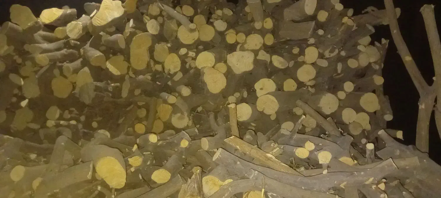 خرید چوب مرکبات بصورت عمده وجزئی|خدمات باغبانی و درختکاری|جبالبارز, |دیوار