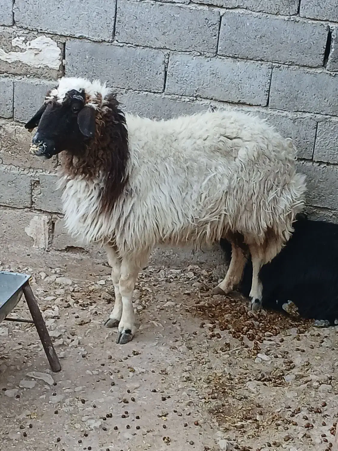 فروش گوسفندجوان وبزجوان(توشتیر)پروار|حیوانات مزرعه|دهلران, |دیوار