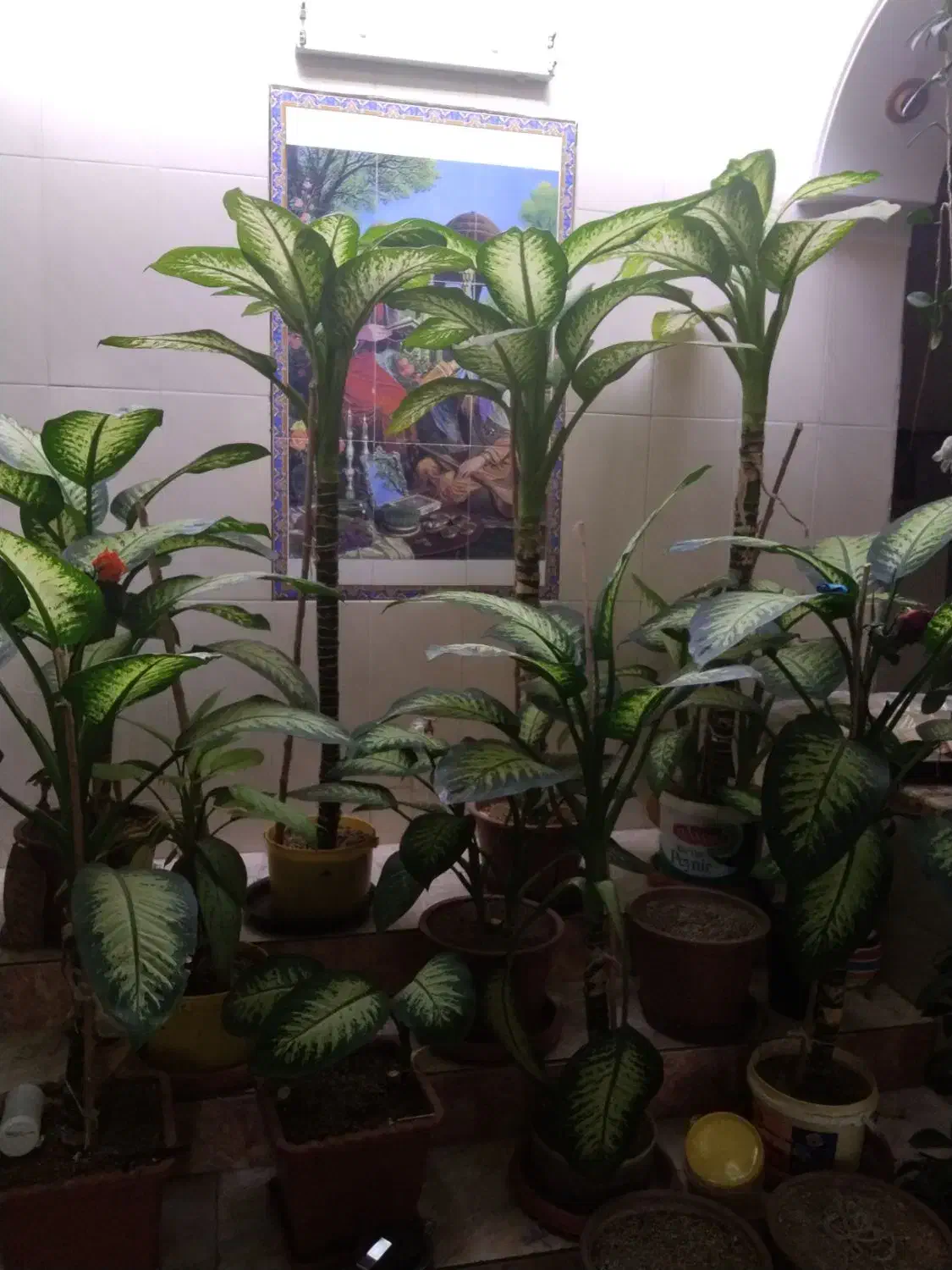 گل دیفن|گل و گیاه طبیعی|کوه چنار, |دیوار