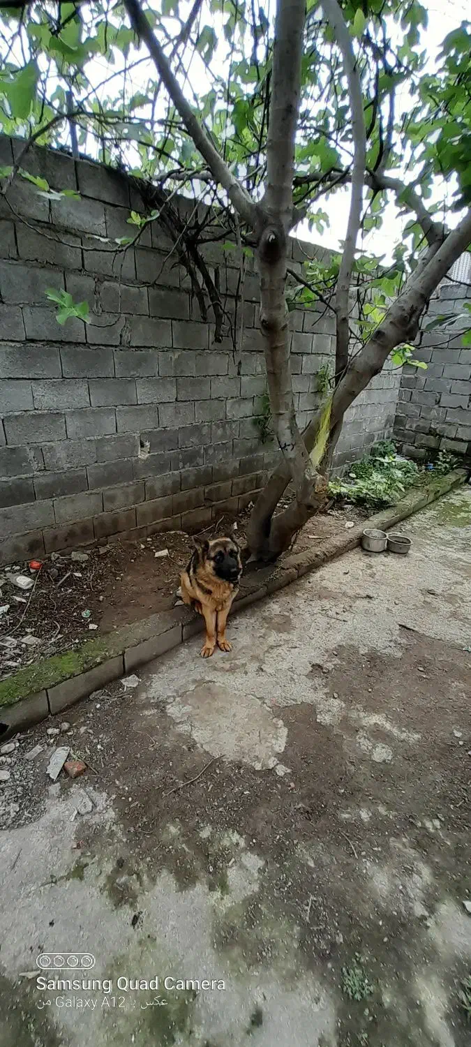 سگ ژرمن شپرت کلاسیک|سگ|قائم‌شهر, |دیوار