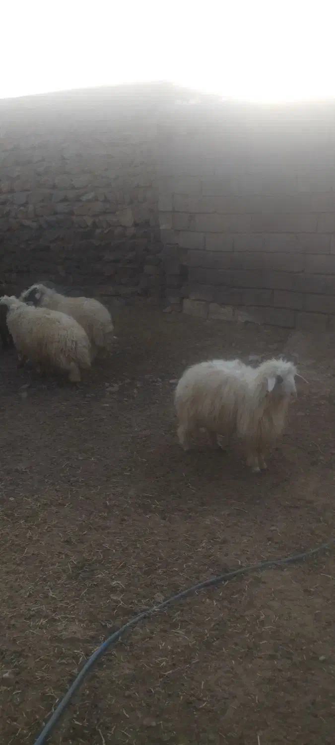 بره صادراتی|حیوانات مزرعه|زاغه, |دیوار