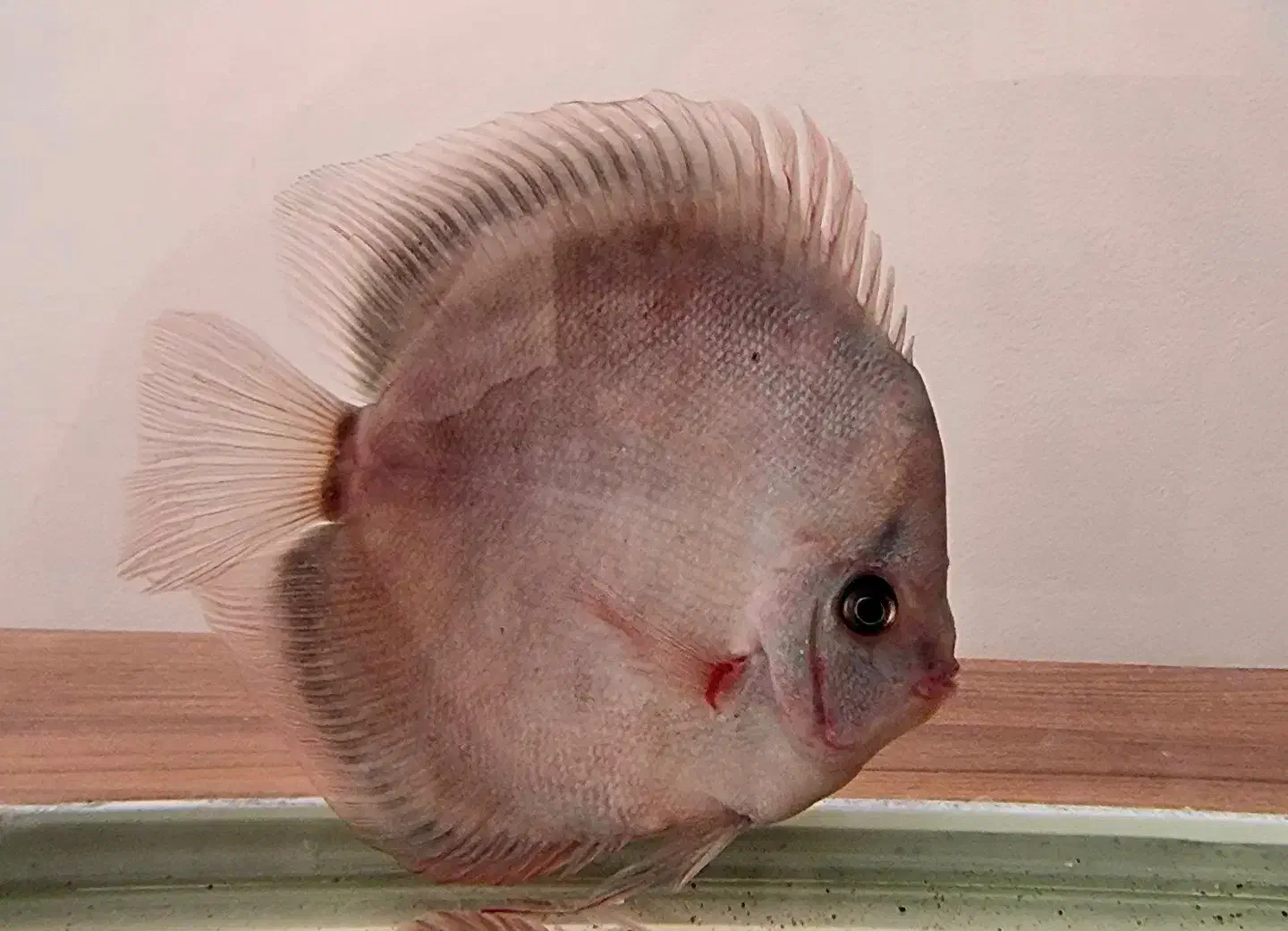 دیسکس|ماهی|شیراز, قدوسی غربی|دیوار