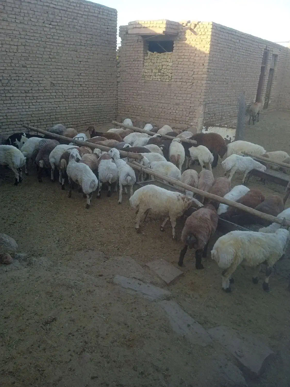 گوشت.دام زنده|خوردنی و آشامیدنی|نیمبلوک, |دیوار