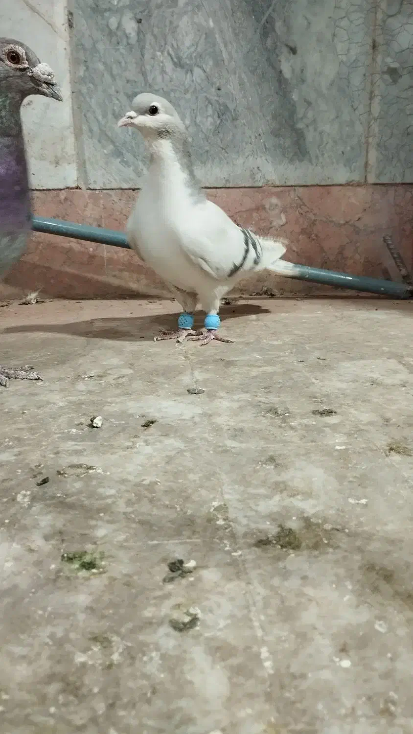 کفتر|پرنده|چناران, |دیوار