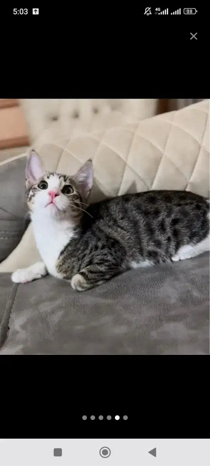 گمشده گربه نر ۷ ماهه در مرند|گربه|مرند, |دیوار