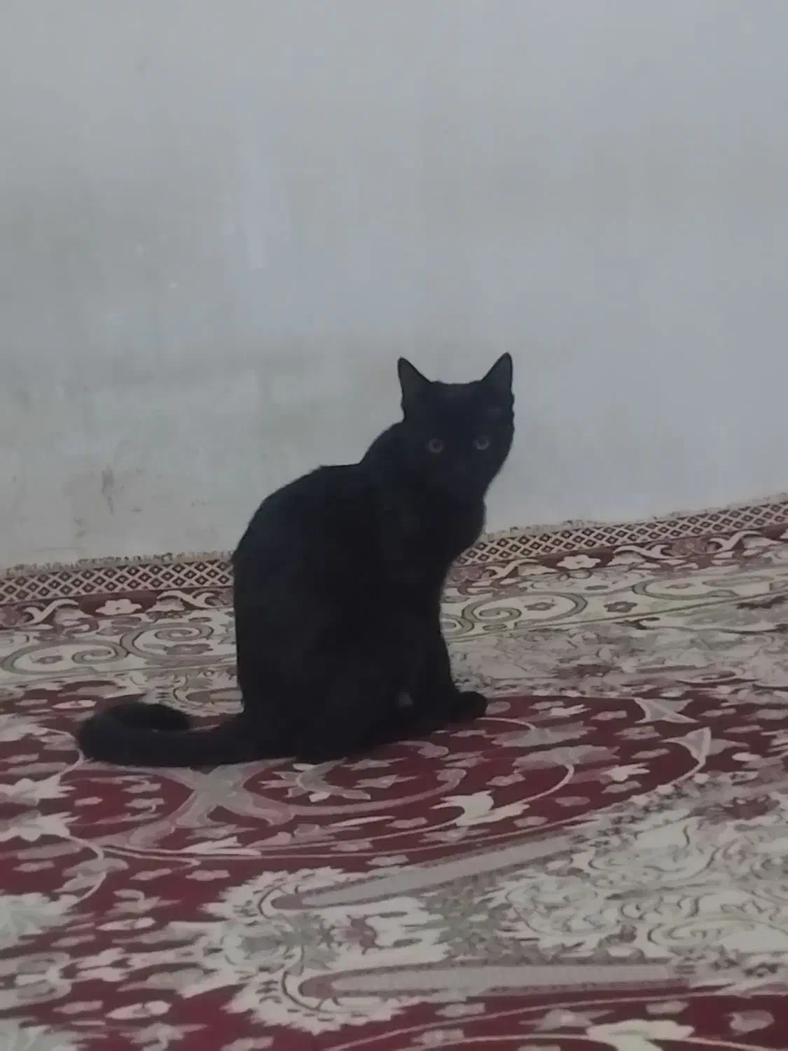 گربه فروشی|گربه|باسمنج, |دیوار