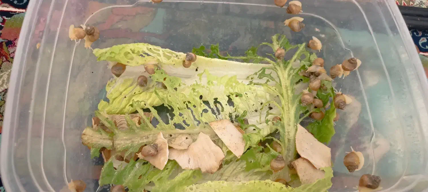 حلزون آچاتینا|خزنده|هشتگرد, فاز ۱ مهستان|دیوار