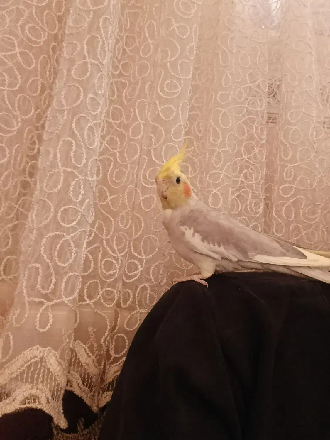 عروس هلندی ماده|پرنده|اسدآباد, |دیوار