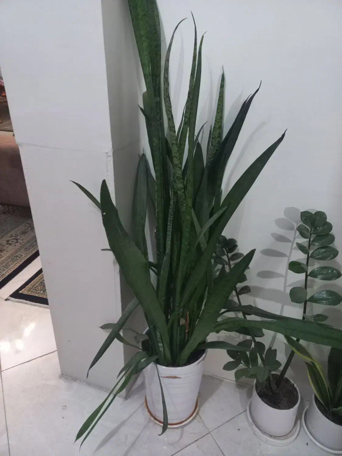 گل وگیاه|گل و گیاه طبیعی|ملایر, |دیوار