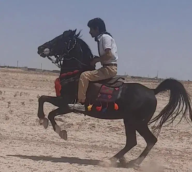 نریان مشکی واکسی ۵ نشان|اسب و تجهیزات اسبسواری|ورزنه, |دیوار