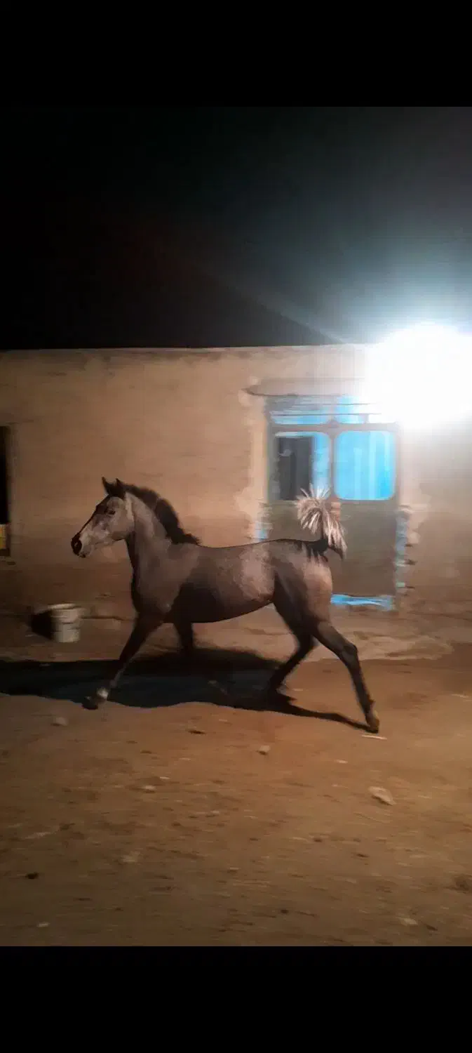 کره مادیان درجه یک|اسب و تجهیزات اسبسواری|بهبهان, |دیوار