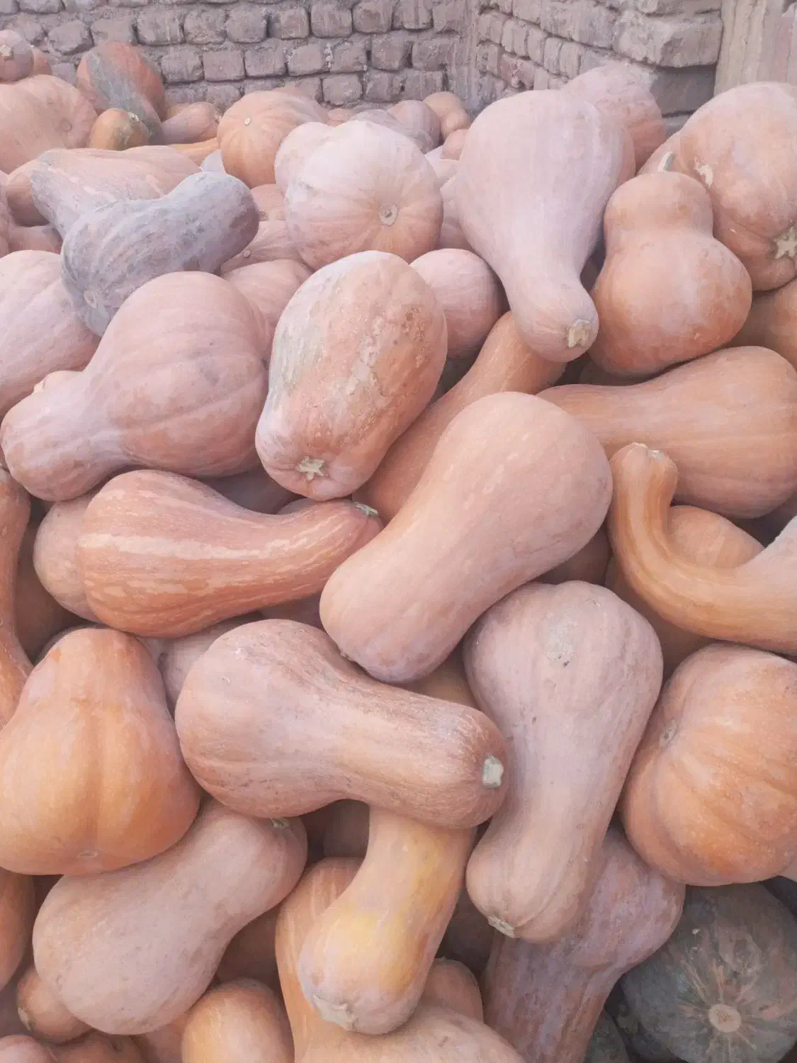 کدوی شیرین عسلی|خوردنی و آشامیدنی|کاشان, پامنار|دیوار