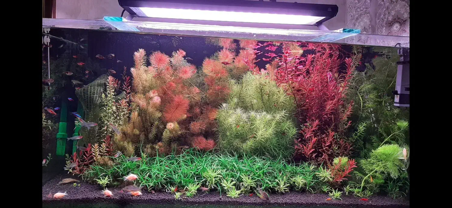 گیاه پلنت خانگی با بهترین کیفیت|ماهی|اصفهان, پروین|دیوار