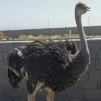 گوشت شترمرغ|خوردنی و آشامیدنی|سرایان, |دیوار