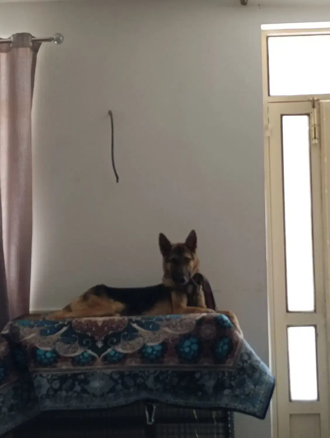 سگ گمشده پیدا کردین مژدگانی خوبی بهتون میدیم|حیوانات|صدرا-فارس, فاز ۲|دیوار